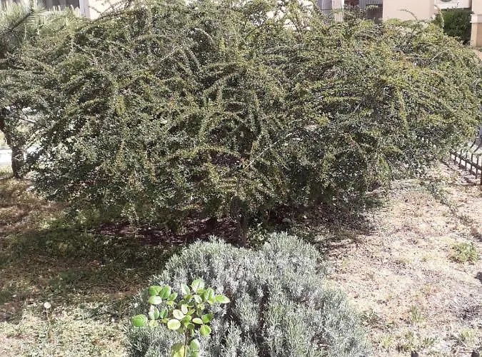 Hotel Holiday Eforie Nord